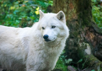 Northwest Trek Wildlife Park