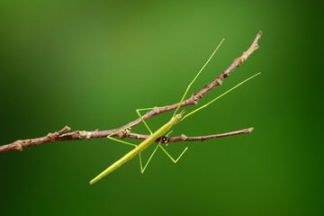Stick insect or Phasmids (Phasmatodea or Phasmatoptera) also known as walking stick insects, stick-bugs, bug sticks or ghost insect. Green stick insect camouflaged on tree. Selective focus, copy space