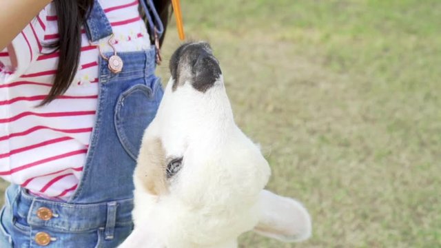 Little child girl feeds the lamb with fresh carrot. Close-up shot. Slow motion clip.