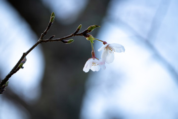 桜の開花