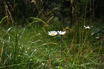 Chamomile flowers growing in thick shiny grass photo image