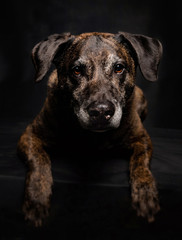 old labrador pit bull mix in a studio shot with an isolated black background
