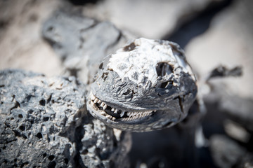 Scull of a Marine Iguana Galapagos