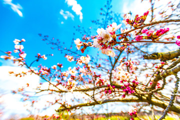 Cherry blossom, or known as sakura blooming during spring in blue sky at Japan.