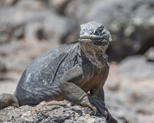 Marine Iguana Galapagos