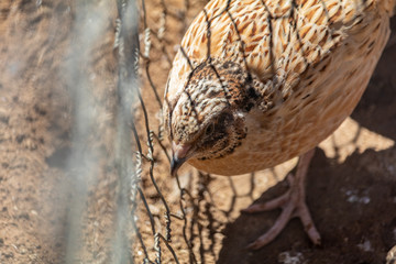 Quail bird wandering around in cage