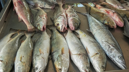 Fototapeta premium close up of fish for sale at a market on copacabana beach in rio