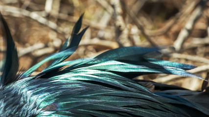 extreme close up of the iridescent feathers of a frigatebird