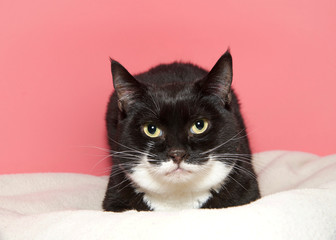 Portrait of a black and white tuxedo cat laying on a white blanket looking directly at viewer. Pink...