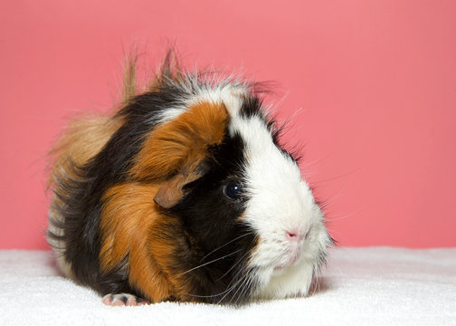 Portrait of a calico colored guinea pig. In Western society, the domestic guinea pig has enjoyed widespread popularity as a household pet, a type of pocket pet