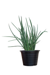 Sansevieria stuckyi plant in black plastic pot isolated on white background included clipping path.