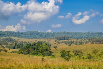 Fototapeta na wymiar Landscape of Savanna Forest and mountain with a blue sky and white clouds in the spring afternoon