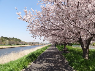 Obraz premium 新川の桜