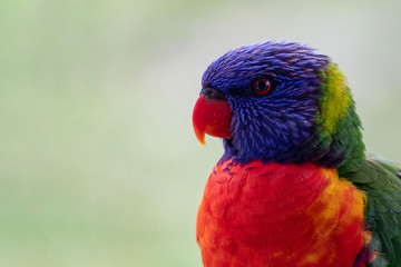 Closeup profile of Lorikeet Parrot with out of focus background