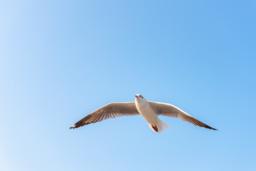 Seagull Birds is Flying in The Sky at Sunset. Natural Seabird, Animal and Wildlife.