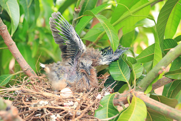 Winged newborn bird and the one egg in bird's nest on tree branch.