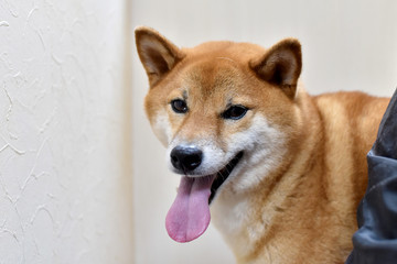 柴犬・グルーミング中