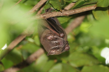Morcegos