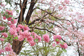 Naklejka premium Beautiful Tabebuia rosea or Trumpet trees blooming in spring season. Pink flower in park.