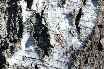 Old birch tree bark background and texture close up