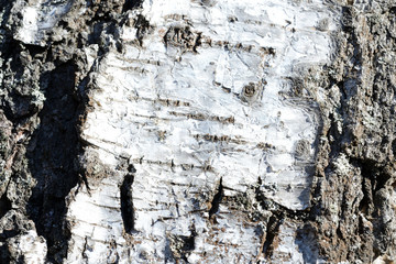 Old birch tree bark background and texture close up