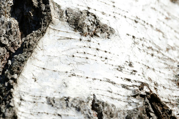 Old birch tree bark background and texture close up