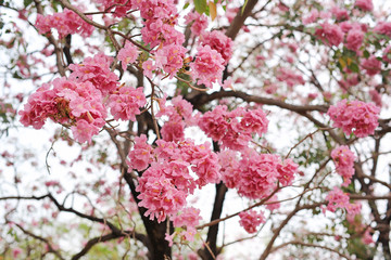 Beautiful Tabebuia rosea or Trumpet trees blooming in spring season. Pink flower in park.
