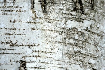 Old birch tree bark background and texture close up