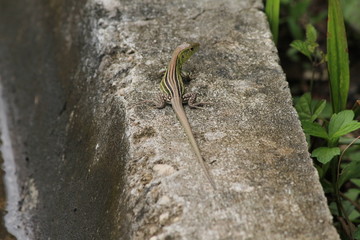 Calango