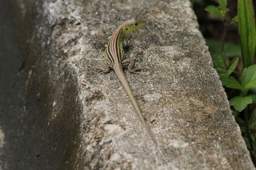 Calango