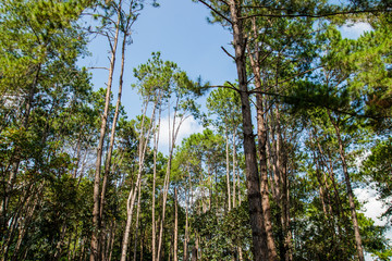 Fototapeta premium Savannah and pine forest in Thung Salaeng Luang National Park, Thailand