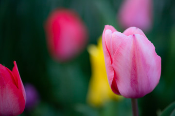 チューリップ