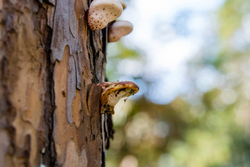 Mushrooms up the tree