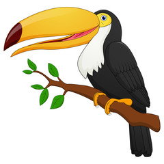 Cute toucan bird cartoon 