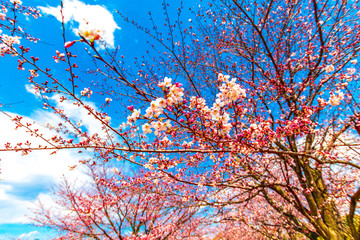 Cherry blossom, or known as sakura blooming during spring in blue sky at Japan.
