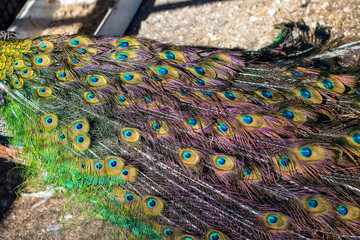 Obraz premium peacock dissolved the tail