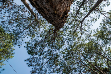 Landscape Pine Trees At Thung Salaeng Luang National Park 