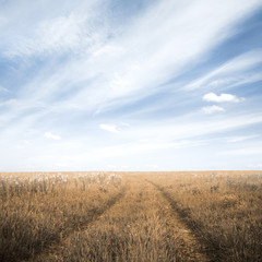 road in the fields © vlntn