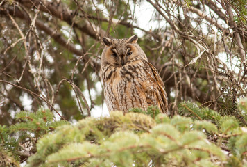 Long-eared Owl sitting on tree