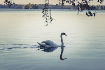 The Swan
