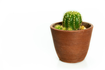 Green cactus in clay pot isolated on white background