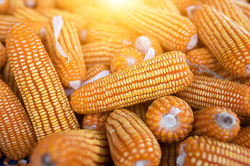 Corn or maize for processing as yellow food Close the framework of farmers in Asia