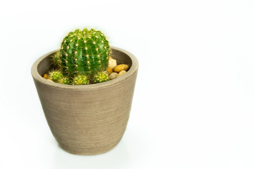 Green cactus in clay pot isolated on white background