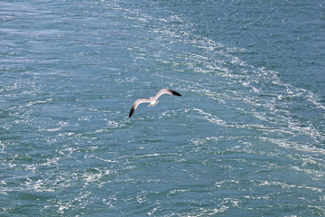 Fototapeta na wymiar 바다 물위를 날으는 갈매기