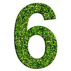 Number 6 made of green grass and clovers. Number isolated on white background