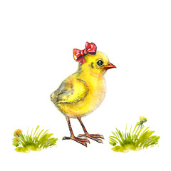 Hand-drawn set of yellow fluffy chickens, hats, grass and dandelions. Chickens in different hats or with a bow on his head