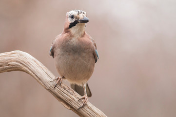 Jay sitting on branch