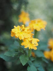 yellow flower blur nature background space for write