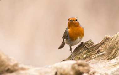 Robin bird sitting on branch