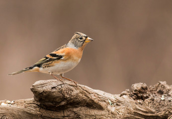 Fototapeta premium Brambling sitting on stick and eat berries